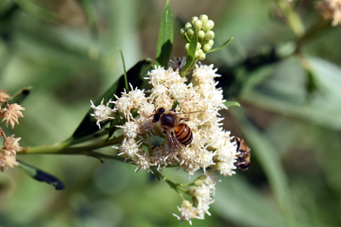 Seepwillow has creamy white flowers tinged with pink or red and a fuzzy characteristic about them. This species is recognized by pollination ecologists as attracting large numbers of native bees and a multitude of other small insects. Note the native honeybee in the photo. Baccharis salicifolia